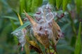Seed pods on a swamp milkweed plant