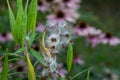 Seed pods on a swamp milkweed plant