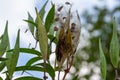 Seed pods on a swamp milkweed plant