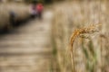 Macro image of a single blade of wheat blowing in the wind