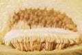 Macro image of sliced melon fruit. Melon seeds. Royalty Free Stock Photo