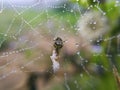 Macro image of a small spider is on dewy nest and its baitn is w