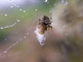 Macro image of a small spider is on dewy nest and its baitn is w