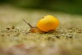 Macro image of a small yellow garden banded snail. Royalty Free Stock Photo