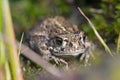 Macro image of small young brown frog Royalty Free Stock Photo