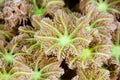 Macro image of soft coral polyps