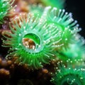 Macro image of soft coral polyps