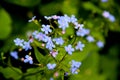 Some blue tiny flowers on the green background Royalty Free Stock Photo