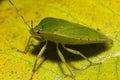 stink bug on yellow leaf