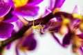 Macro image of spider on orchid flower, captured with a small depth of field. Royalty Free Stock Photo