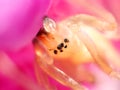 Macro image of spider on orchid flower, captured with a small depth of field. Royalty Free Stock Photo