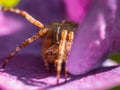 Macro image of a spider sitting in a flower Royalty Free Stock Photo