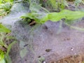 Macro image, spider web filled with dew. Royalty Free Stock Photo