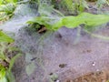 Macro image, spider web filled with dew.