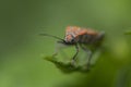 Macro image of Spilostethus -A member of Seed Bugs Family Lygaeidae