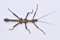 Macro image spiny stick insect isolated on white background