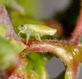 A macro image of a Spittlebug nymph partly covered in bubbles