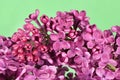 Macro image of spring lilac violet flowers, abstract floral background Royalty Free Stock Photo