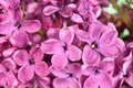 Macro image of spring lilac violet flowers, abstract floral background Royalty Free Stock Photo