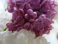 Macro image of spring lilac violet flowers, abstract floral background Royalty Free Stock Photo