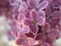 Macro image of spring lilac violet flowers, abstract floral background Royalty Free Stock Photo