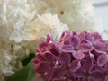 Macro image of spring lilac violet flowers, abstract floral background Royalty Free Stock Photo