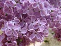 Macro image of spring lilac violet flowers, abstract floral background Royalty Free Stock Photo