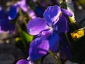 Macro image of spring lilac violet flowers