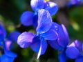 Macro image of spring lilac violet flowers