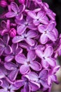 Macro image of spring lilac violet flowers, abstract soft floral background Royalty Free Stock Photo