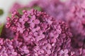 Macro image of spring lilac violet flowers, abstract soft floral background Royalty Free Stock Photo