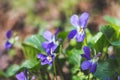 Macro image of spring lilac violet flowers, abstract soft floral background. Violets flowers with selective focus. Meadow with vio Royalty Free Stock Photo