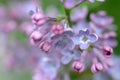 Macro image of spring lilac violet flowers, abstract soft focus floral background