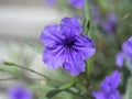 Macro image of spring lilac violet and purple flowers, abstract soft floral background Royalty Free Stock Photo