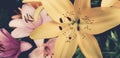 Macro image of stamens and pistil of blossoming lilly flower in garden. Beautiful background with flowers