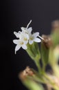 Macro image of a stevia flower with dark background