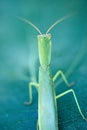 Macro of stick leaf insect posing on a green fig leaf. Royalty Free Stock Photo