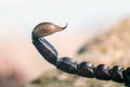 Macro image of the stinger of a scorpion Royalty Free Stock Photo