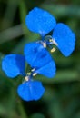 The Brilliant Blue Flowers of Scurvy Weed Commelina cyanea