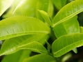 Macro image of sun shining on top green tea leaves ready for collecting Royalty Free Stock Photo