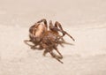 A macro image of a tiny European Garden Spider, Araneus diadematus