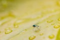 Macro image of tiny fly on green leaf with water drops. Abstract nature background