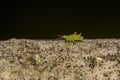 Green Aphid on a Gravestone in England, UK