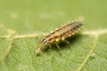 A macro image of a tiny Lacewing Larva eating a white plant mite