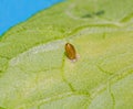 A macro image of a tiny Leaf Miner pupa,,Liriomyza trifolii