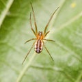 A Linyphia triangularis spider in the UK Royalty Free Stock Photo