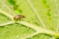 A macro image of a tiny Byturus beetle in England, UK