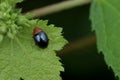 Tiny Shiny Leaf Beetle Royalty Free Stock Photo