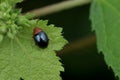 Tiny Shiny Leaf Beetle