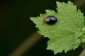 Tiny Shiny Leaf Beetle Royalty Free Stock Photo